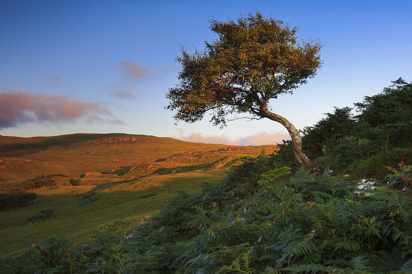 Highland birch by a loch — a quiet, enduring European estate seat